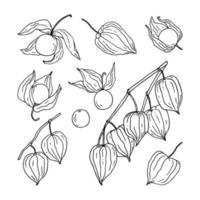 Set of hand sketched physalis berries, including branches and different single berries. Hand drawn illustration in black color isolated on white vector