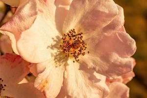 orange rose in the garden photo