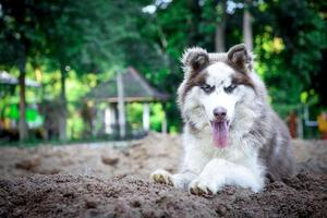 close-up portrait of siberian husky dog in the forest. photo