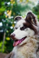 close-up portrait of siberian husky dog in the forest. photo