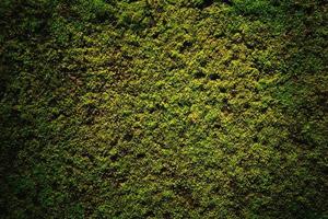 green moss on the floor background photo