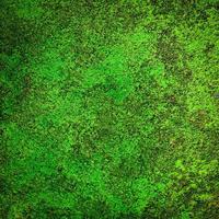 green moss on the floor background photo