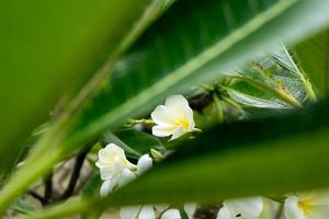 Plumeria known as Temple tree, Pagoda tree photo