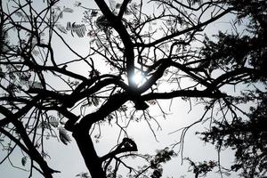 Low angle view of bare tree or leafless and sun light flare through the tree. photo