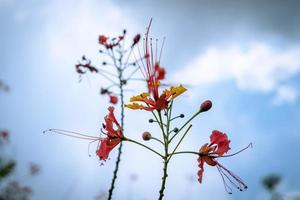 caesalpinia conocida como flor de pavo real. foto