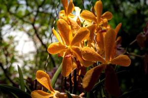 Lilium bulbiferum, common names orange lily photo