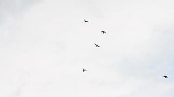 HD image of birds flying in white sky. photo