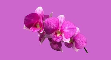 Isolated dendrobium orchid flower with clipping paths. photo