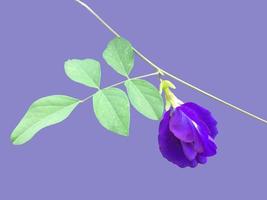 Isolated butterfly pea flower with clipping paths. photo