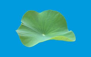 Isolated waterlily or lotus leaf with clipping paths. photo