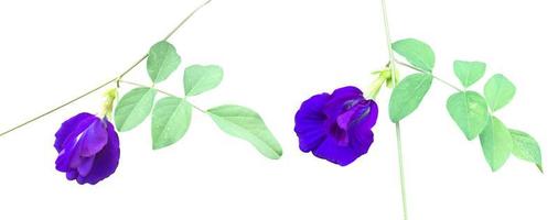 Isolated butterfly pea flower with clipping paths. photo