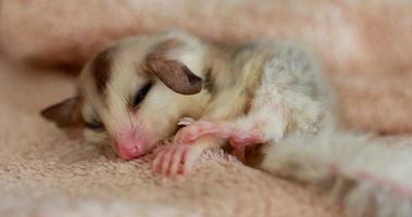 A close up of a sugar glider pets that have soft fur and can glide and sleeping on a brown cloth. video
