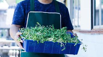 Sunflower sprout in wicker basket and holding in hand, concept for healthy eating, soft and selective focus. photo