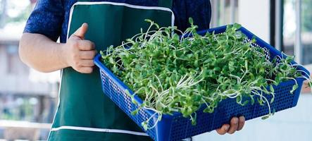 Sunflower sprout in wicker basket and holding in hand, concept for healthy eating, soft and selective focus. photo