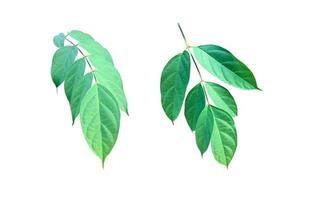 Isolated broken bones leaf , damocles leaf or indian trumpet leaf with clipping paths. photo