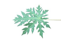 Isolated green and fresh papaya leaf with clipping paths. photo