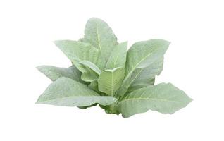 Isolated tobacco plant with clipping paths. photo