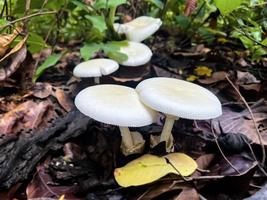 Natural wild mushrooms in Southeast Asia that occur on the ground in the forest after rain which can be picked by humans to make food. photo