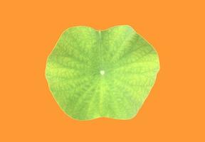 Isolated waterlily or lotus leaf with clipping paths. photo