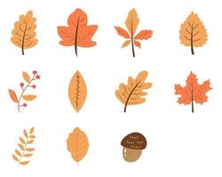 set hand-drawn illustration of an autumn leaf isolated on a white background, vector