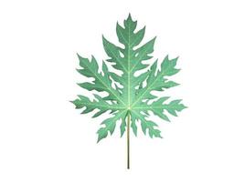 Isolated green and fresh papaya leaf with clipping paths. photo