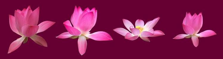 Isolated pink waterlily or lotus flower with clipping paths. photo