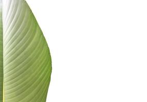 Isolated young shoot of Heliconia tortuosa leaf with clipping paths. photo