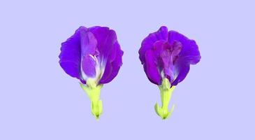 Isolated butterfly pea flower with clipping paths. photo