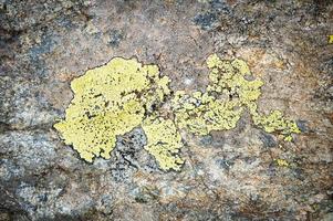 lichens on boulders in the mountains photo