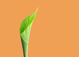 Isolated young shoot of Heliconia tortuosa leaf with clipping paths. photo