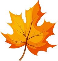 autumn maple leaf vector