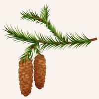 fir branch with cones vector