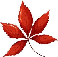 Red maple leaf, japanese maple leaf vector