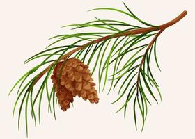 Pine branch with cones vector