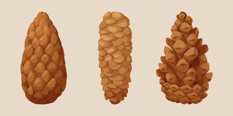 Pine cone, fir cone, forest cone in cartoon style