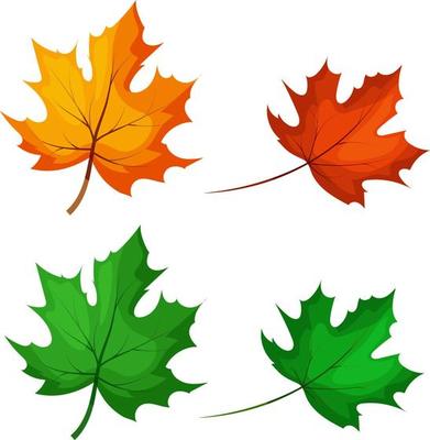 Green and autumn maple leaves