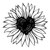 Heart shaped sunflower, vector illustration isolated on white background