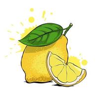 Fresh lemon with leaf, lemon slice. Hand drawn vector illustration