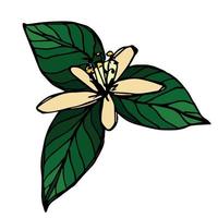 vector de hojas de limón clipart. ilustración de planta dibujada a mano. para impresión, web, diseño, decoración, logotipo.