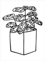 Cute hand drawn houseplant in a pot clipart. Plant illustration. Cozy home doodle vector