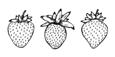 Vector set of strawberry clipart. Hand drawn berry icon. Fruit illustration. For print, web, design, decor, logo.