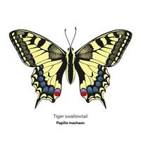 mariposa cola de golondrina tigre, papilio machaon, ilustración vectorial vector