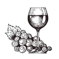 Hand drawn wine glass, bunch of grapes, vector sketch