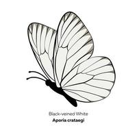 Black-veined white butterfly, Aporia crataegi, vector illustration