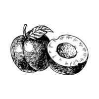 Hand drawn plum, sketch style vector illustration