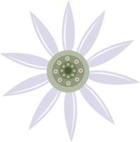 Flannel flower vector illustration for graphic design and decorative element