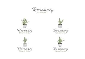 The collection of rosemary tiny tree in clay pot vector