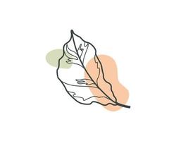 Aesthetic Calathea White Leaf. Plant Vector Design