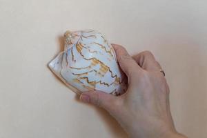 woman holding in her hand big marine seashell, wall decoration photo