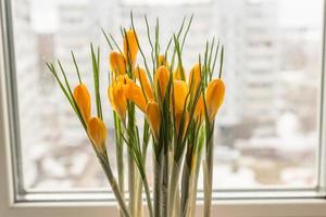 Yellow crocuses in plastic pot on window sill. Spring flowers, domestic gardening photo